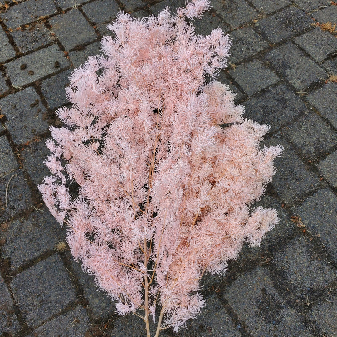Preserved Asparagus Ming Fern - Coral Peach Pink (018) - BLOOMINGFUL.COM - wedding, event, decor, gift, bouquet, arrangement, bridal, garland, fresh dried preserved artificial silk, birthday housewarming foliage