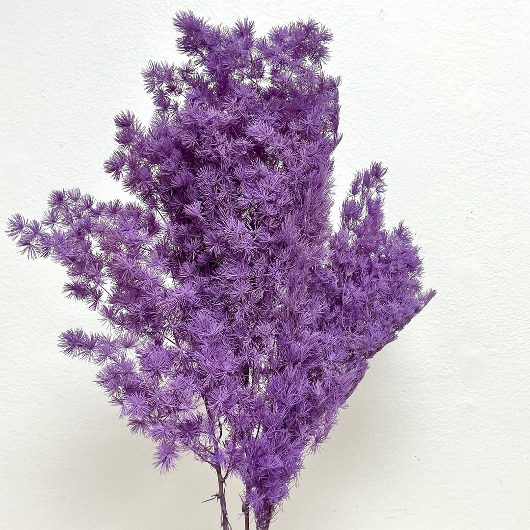 Preserved Asparagus Ming Fern - Purple (005) - BLOOMINGFUL.COM - wedding, event, decor, gift, bouquet, arrangement, bridal, garland, fresh dried preserved artificial silk, birthday housewarming foliage