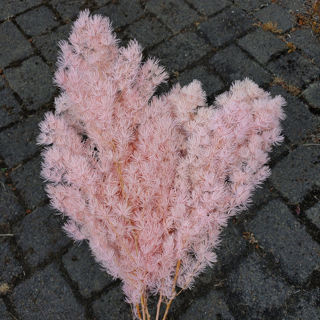 Preserved Asparagus Ming Fern - Soft Pink (025) - BLOOMINGFUL.COM - wedding, event, decor, gift, bouquet, arrangement, bridal, garland, fresh dried preserved artificial silk, birthday housewarming foliage