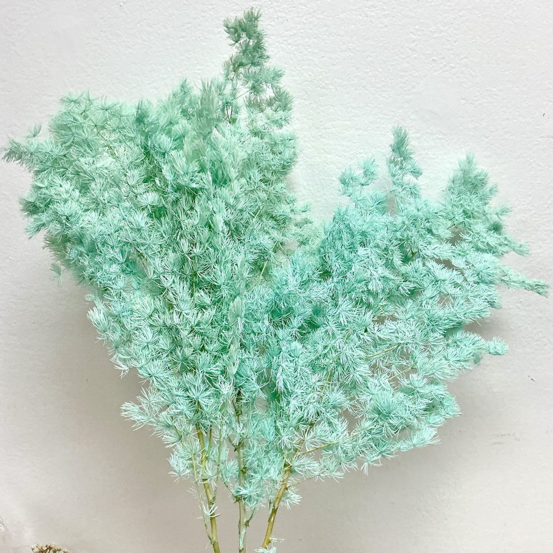 Preserved Asparagus Ming Fern - Tiffany Blue (024) - BLOOMINGFUL.COM - wedding, event, decor, gift, bouquet, arrangement, bridal, garland, fresh dried preserved artificial silk, birthday housewarming foliage