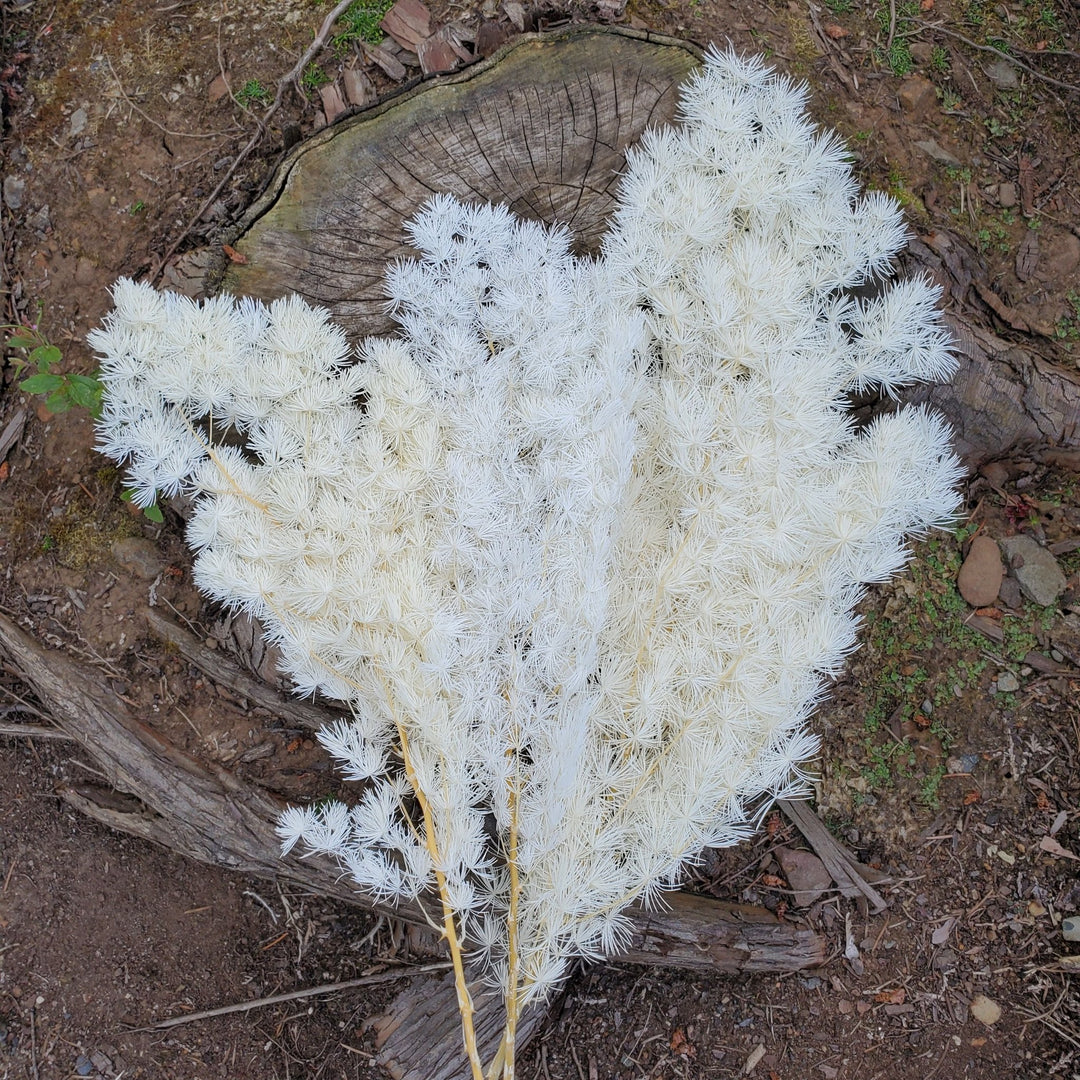 Preserved Asparagus Ming Fern - White (010) - BLOOMINGFUL.COM - wedding, event, decor, gift, bouquet, arrangement, bridal, garland, fresh dried preserved artificial silk, birthday housewarming foliage