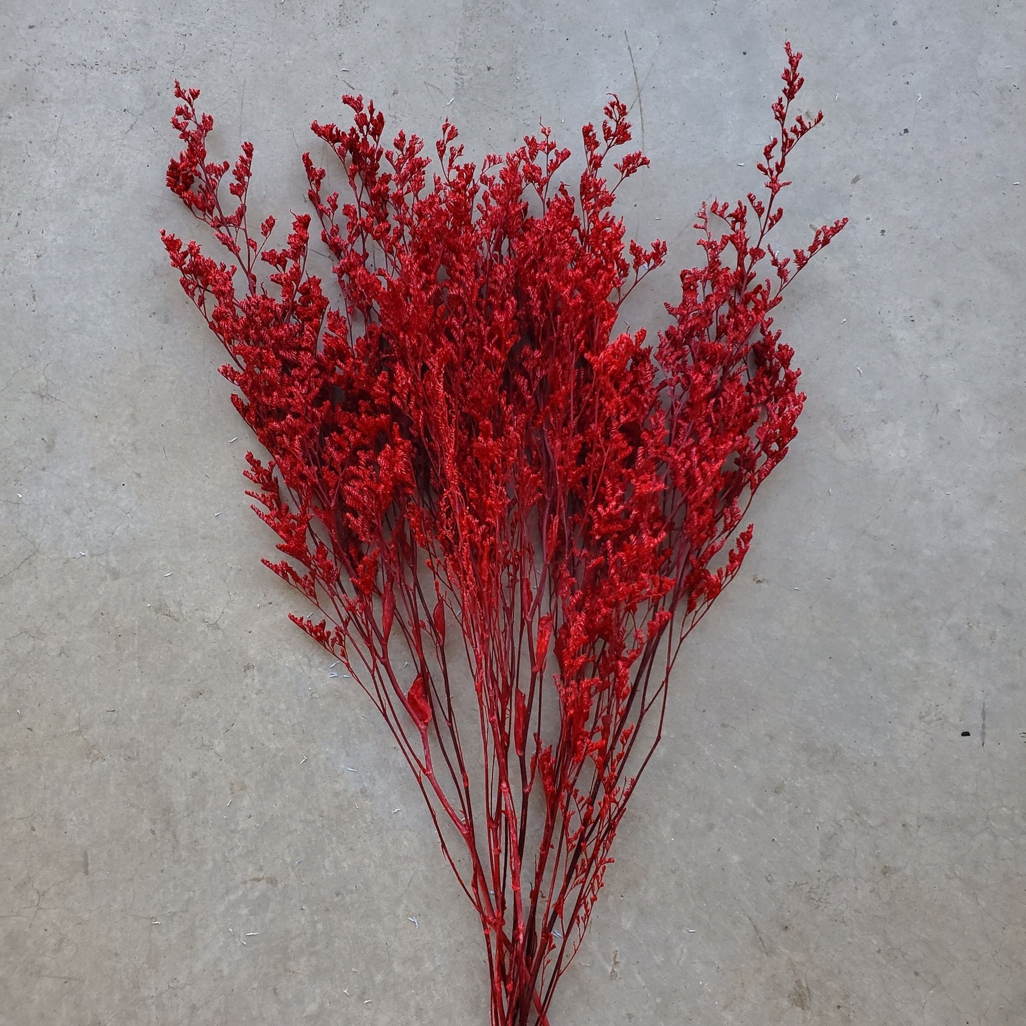 Preserved Caspia Limonium - Burgundy Red (025 / 021) - BLOOMINGFUL.COM - wedding, event, decor, gift, bouquet, arrangement, bridal, garland, fresh dried preserved artificial silk, birthday housewarming foliage