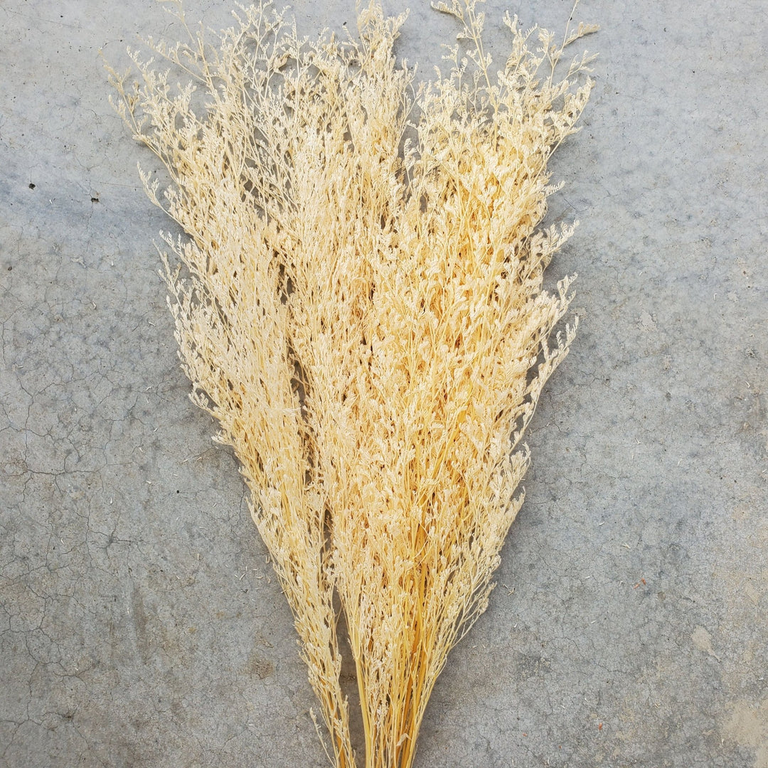 Preserved Caspia Limonium - Champagne Apricot (036) - BLOOMINGFUL.COM - wedding, event, decor, gift, bouquet, arrangement, bridal, garland, fresh dried preserved artificial silk, birthday housewarming foliage