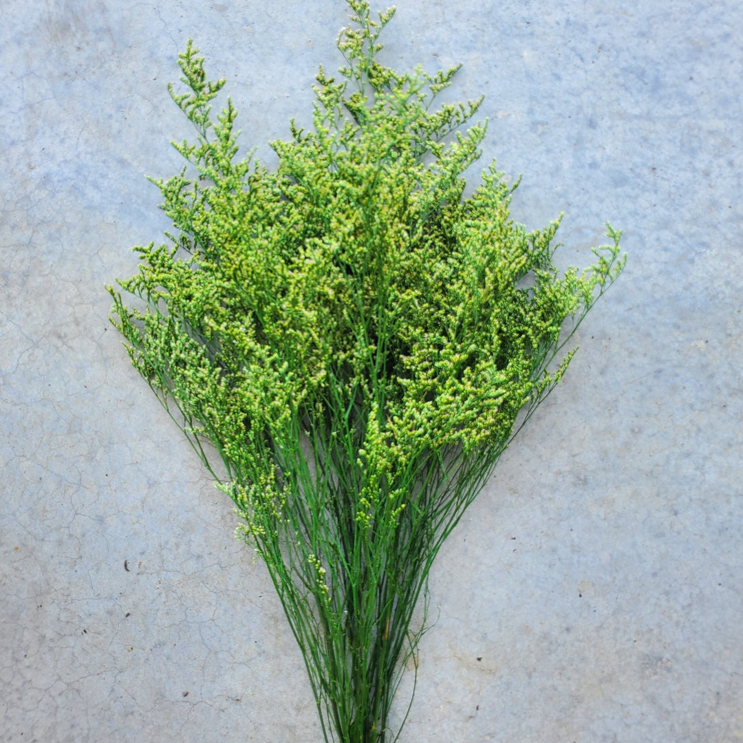 Preserved Caspia Limonium - Green (007) - BLOOMINGFUL.COM - wedding, event, decor, gift, bouquet, arrangement, bridal, garland, fresh dried preserved artificial silk, birthday housewarming foliage