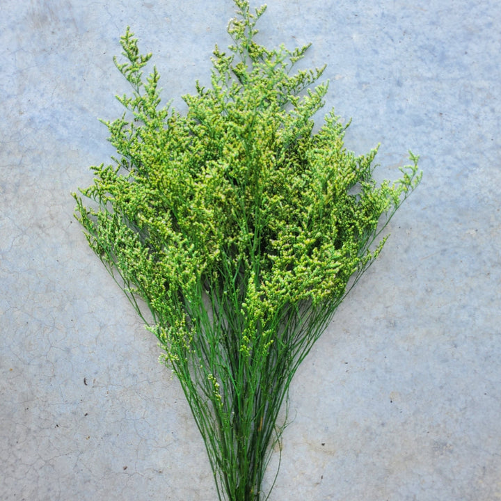 Preserved Caspia Limonium - Green (007) - BLOOMINGFUL.COM - wedding, event, decor, gift, bouquet, arrangement, bridal, garland, fresh dried preserved artificial silk, birthday housewarming foliage