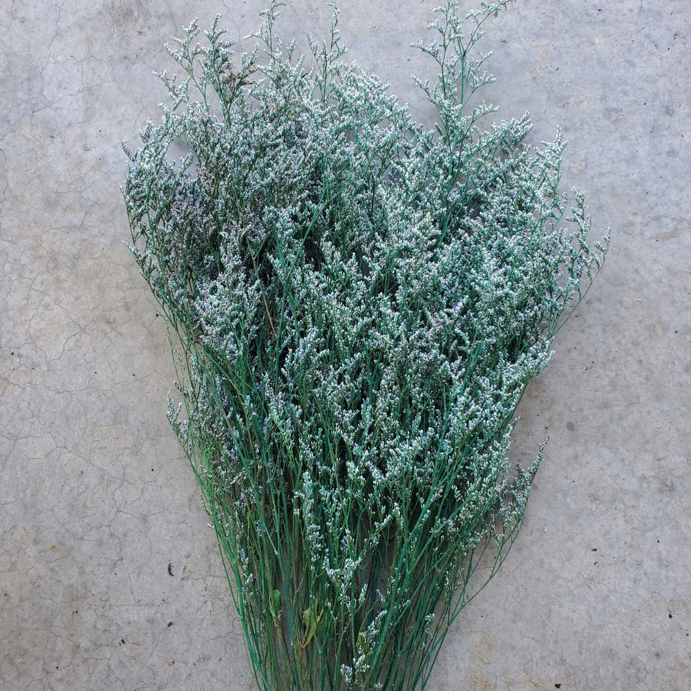 Preserved Caspia Limonium - Hunter Green - Blue (011) - BLOOMINGFUL.COM - wedding, event, decor, gift, bouquet, arrangement, bridal, garland, fresh dried preserved artificial silk, birthday housewarming foliage