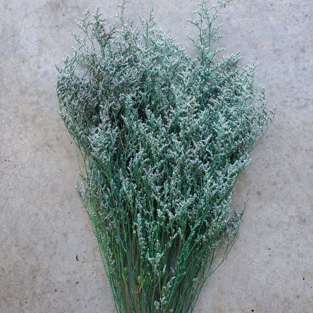 Preserved Caspia Limonium - Hunter Green - Blue (011) - BLOOMINGFUL.COM - wedding, event, decor, gift, bouquet, arrangement, bridal, garland, fresh dried preserved artificial silk, birthday housewarming foliage
