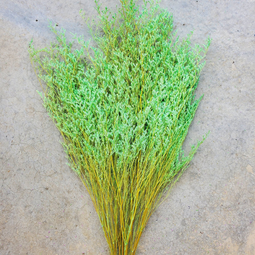Preserved Caspia Limonium - Mint Green Champagne (042) - BLOOMINGFUL.COM - wedding, event, decor, gift, bouquet, arrangement, bridal, garland, fresh dried preserved artificial silk, birthday housewarming foliage