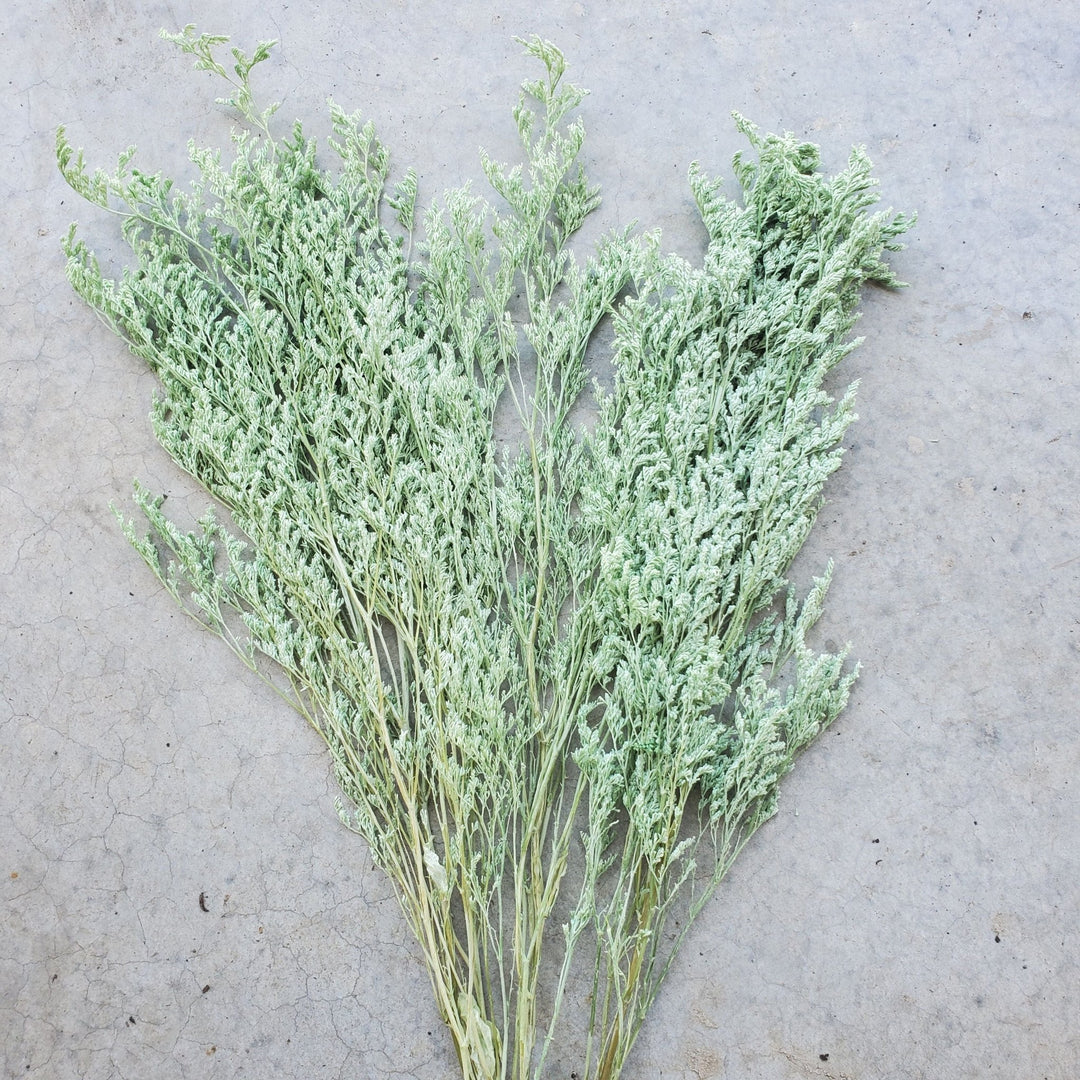 Preserved Caspia Limonium - Sage Green (042) - BLOOMINGFUL.COM - wedding, event, decor, gift, bouquet, arrangement, bridal, garland, fresh dried preserved artificial silk, birthday housewarming foliage