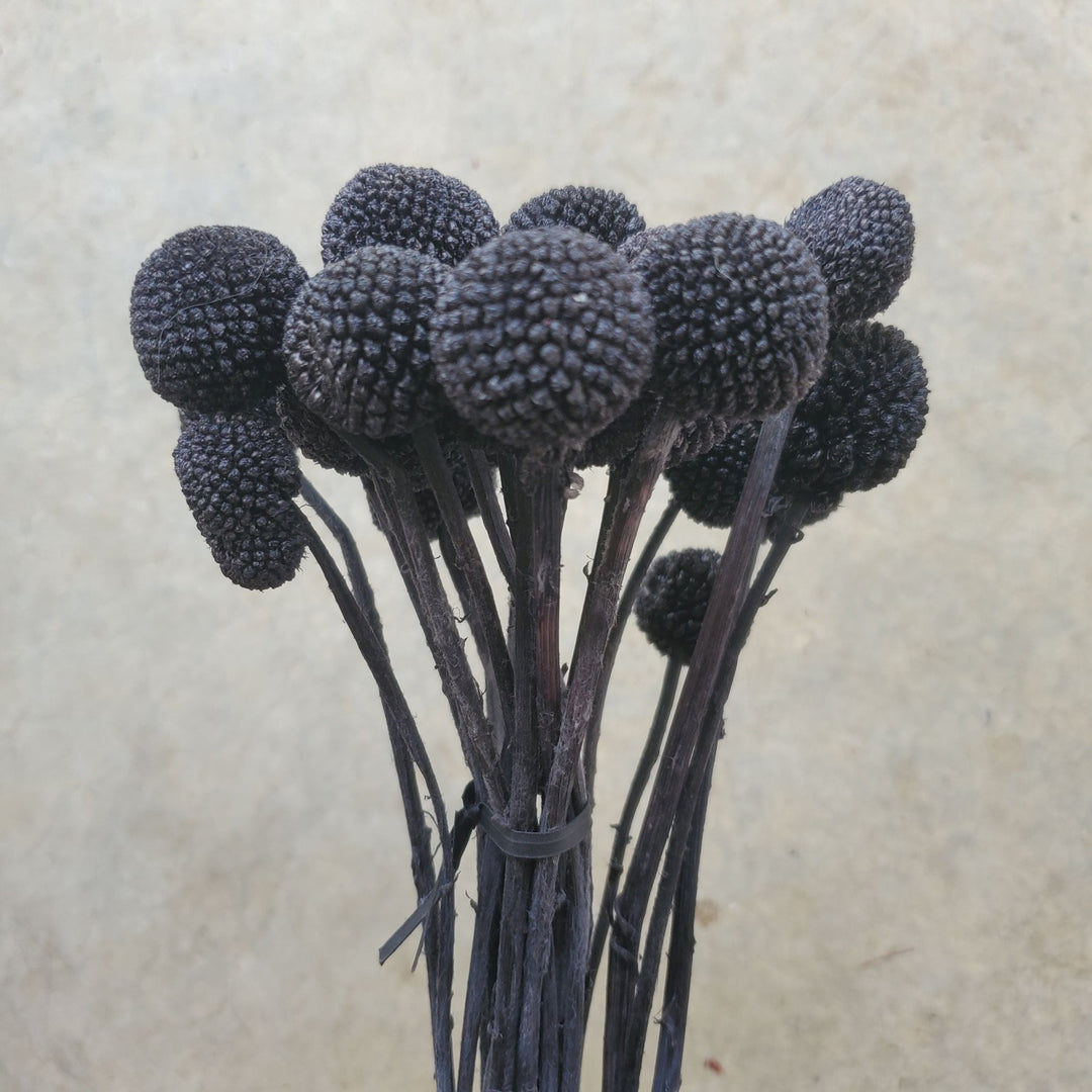 Preserved Craspedia, Billy Balls - Black (020) - BLOOMINGFUL.COM - wedding, event, decor, gift, bouquet, arrangement, bridal, garland, fresh dried preserved artificial silk, birthday housewarming foliage