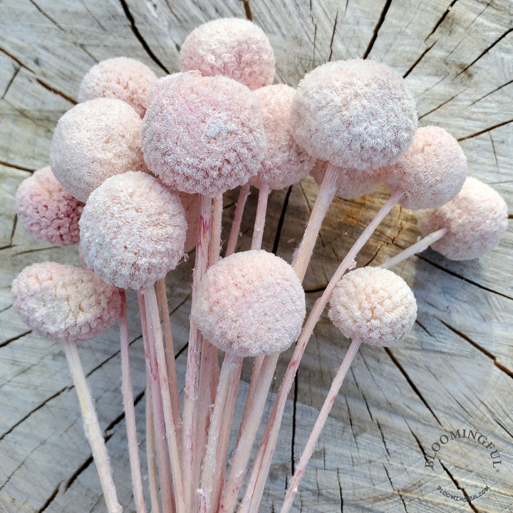 Preserved Craspedia, Billy Balls - Blush Powder Pink (006) - BLOOMINGFUL.COM - wedding, event, decor, gift, bouquet, arrangement, bridal, garland, fresh dried preserved artificial silk, birthday housewarming foliage