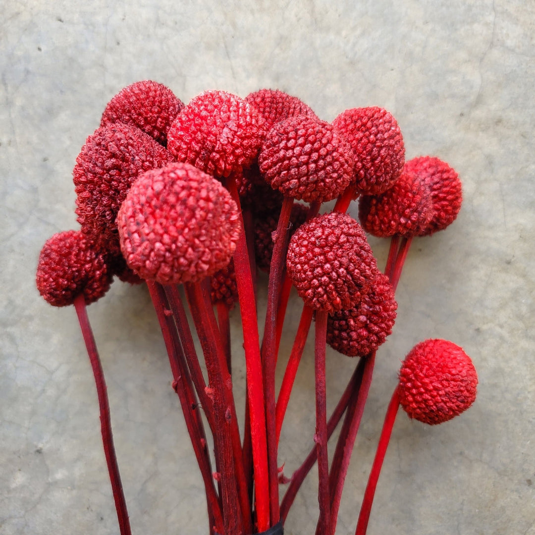 Preserved Craspedia, Billy Balls - Burgundy Red (018) - BLOOMINGFUL.COM - wedding, event, decor, gift, bouquet, arrangement, bridal, garland, fresh dried preserved artificial silk, birthday housewarming foliage