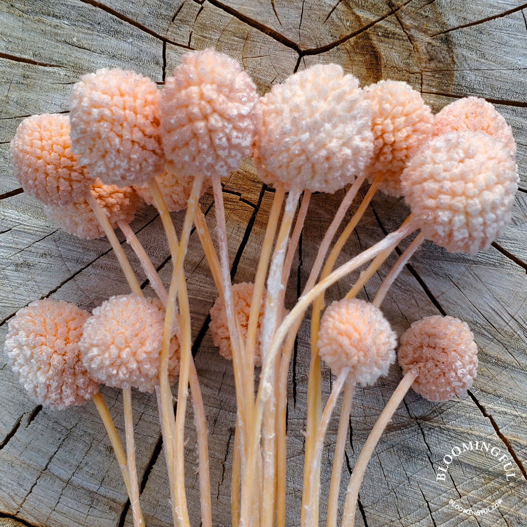 Preserved Craspedia, Billy Balls - Champagne Pink (027) - BLOOMINGFUL.COM - wedding, event, decor, gift, bouquet, arrangement, bridal, garland, fresh dried preserved artificial silk, birthday housewarming foliage