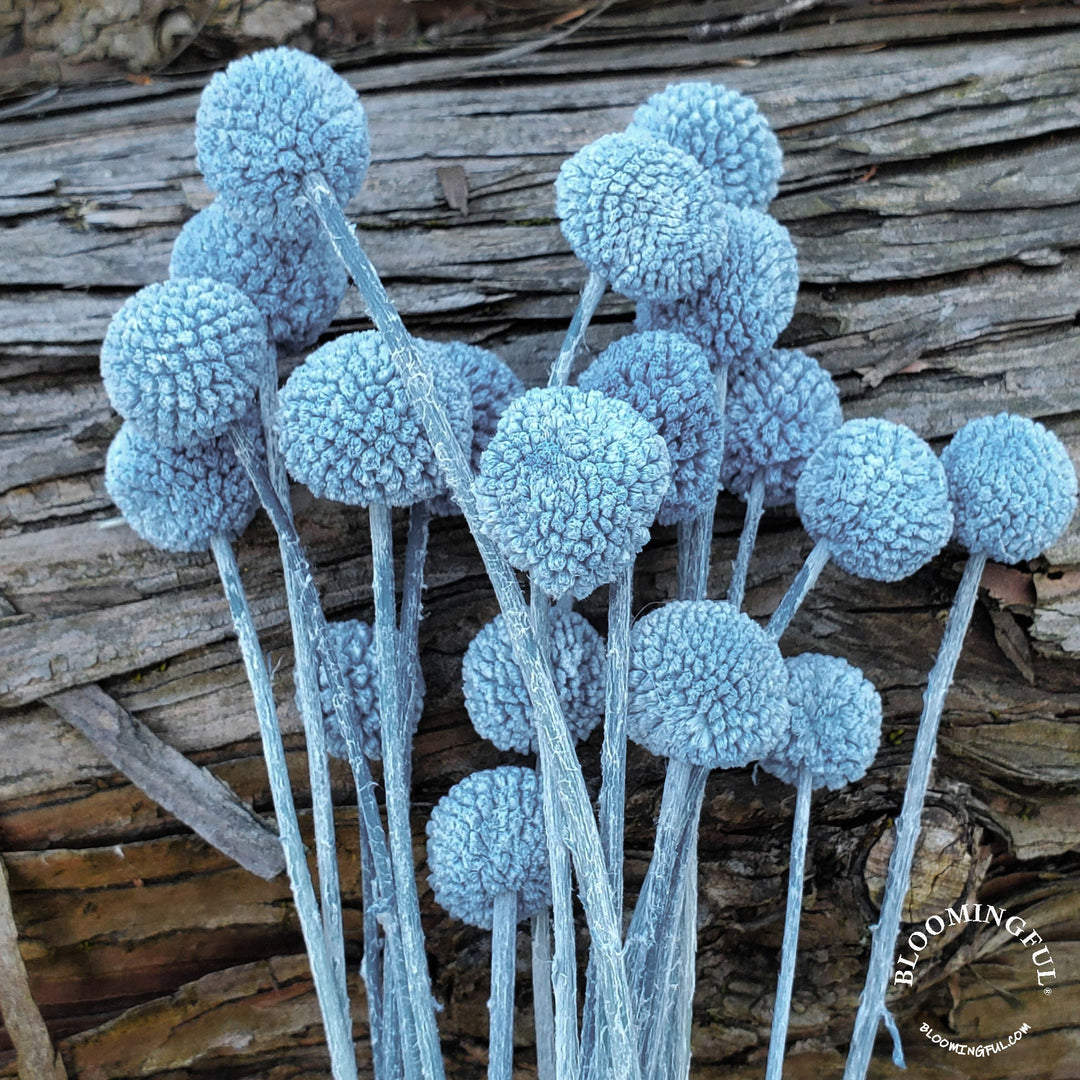Preserved Craspedia, Billy Balls - Dusty Blue Gray (016) - BLOOMINGFUL.COM - wedding, event, decor, gift, bouquet, arrangement, bridal, garland, fresh dried preserved artificial silk, birthday housewarming foliage