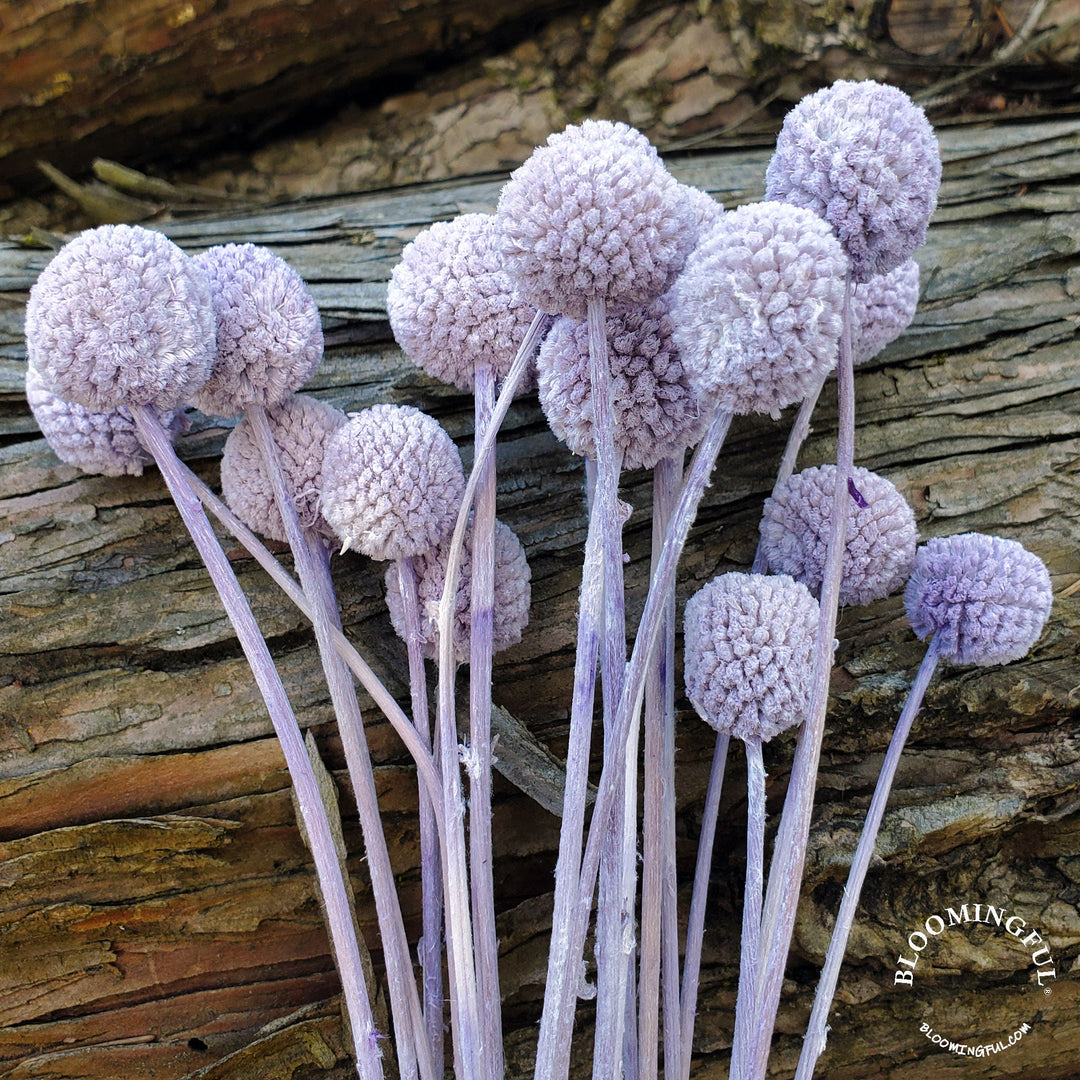 Preserved Craspedia, Billy Balls - Dusty Light Purple (017) - BLOOMINGFUL.COM - wedding, event, decor, gift, bouquet, arrangement, bridal, garland, fresh dried preserved artificial silk, birthday housewarming foliage