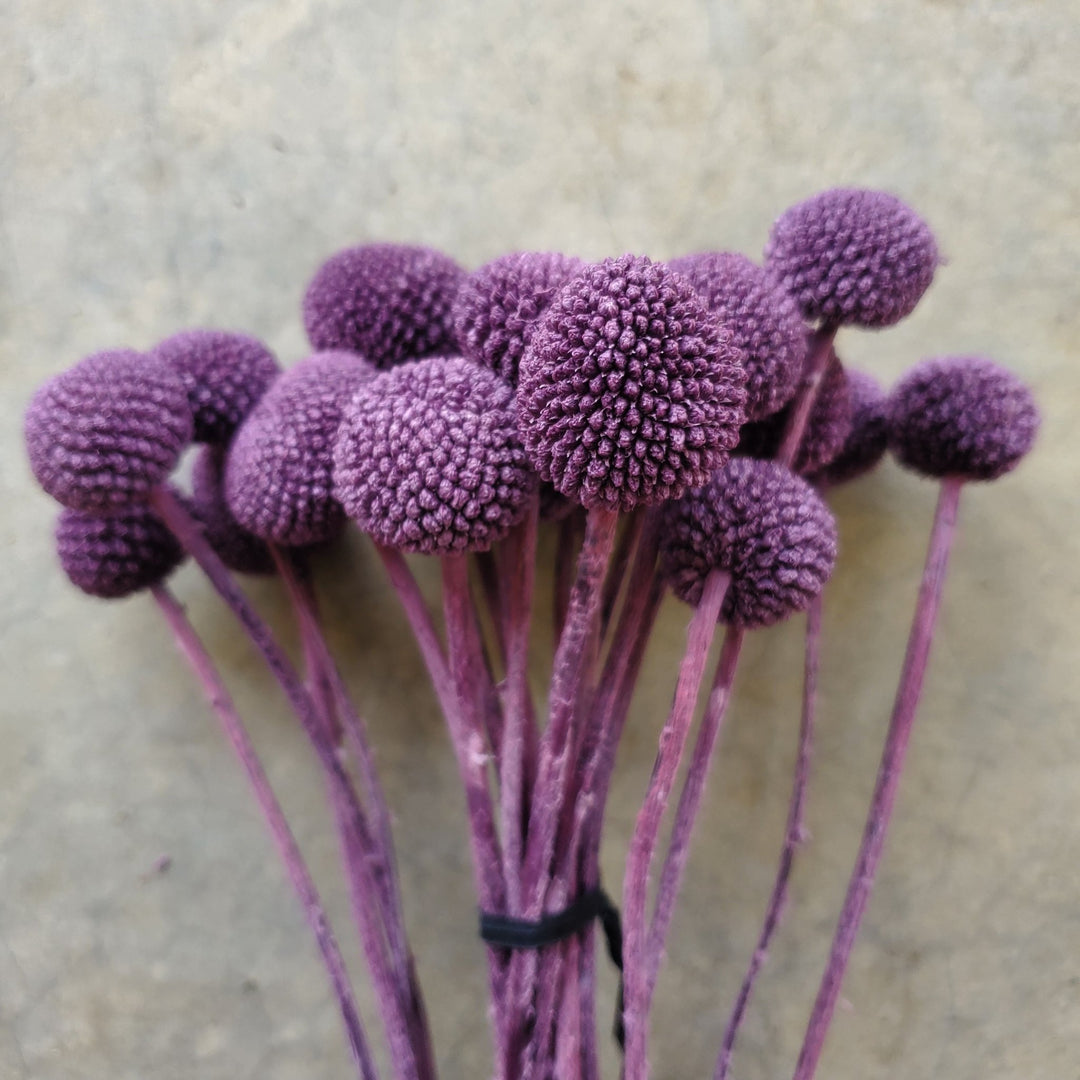 Preserved Craspedia, Billy Balls - Grape Purple (003) - BLOOMINGFUL.COM - wedding, event, decor, gift, bouquet, arrangement, bridal, garland, fresh dried preserved artificial silk, birthday housewarming foliage