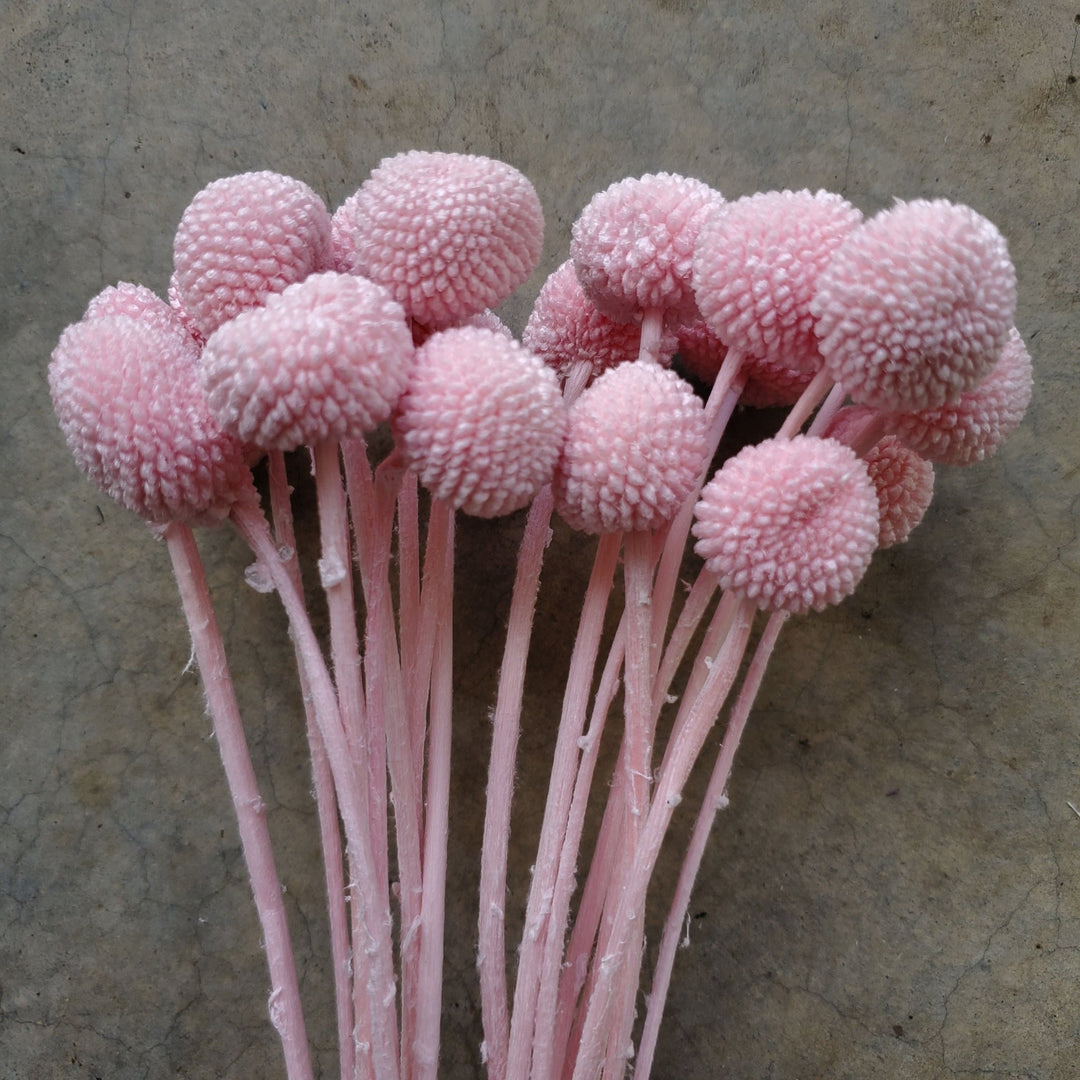 Preserved Craspedia, Billy Balls - Light Pink (006) - BLOOMINGFUL.COM - wedding, event, decor, gift, bouquet, arrangement, bridal, garland, fresh dried preserved artificial silk, birthday housewarming foliage