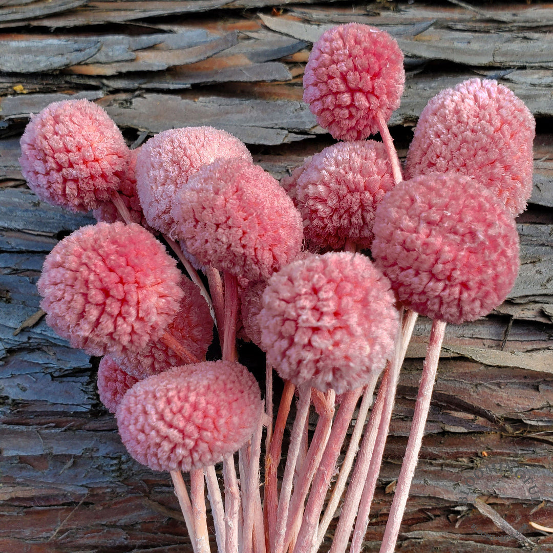 Preserved Craspedia, Billy Balls - Pink Rose (025) - BLOOMINGFUL.COM - wedding, event, decor, gift, bouquet, arrangement, bridal, garland, fresh dried preserved artificial silk, birthday housewarming foliage