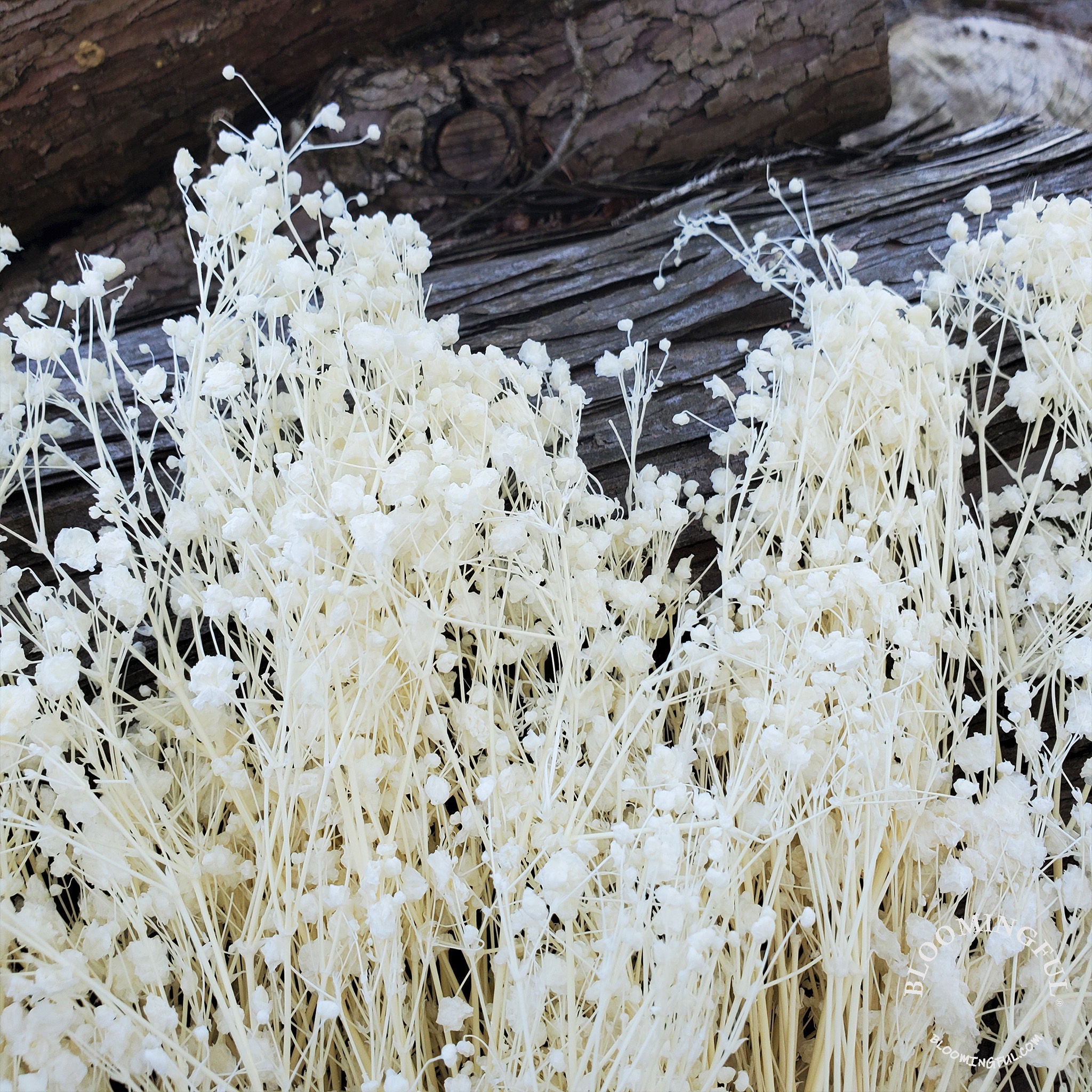 Preserved Gypsophila, Medium - Large Bloom - Bleached White (521) - BLOOMINGFUL.COM - wedding, event, decor, gift, bouquet, arrangement, bridal, garland, fresh dried preserved artificial silk, birthday housewarming foliage