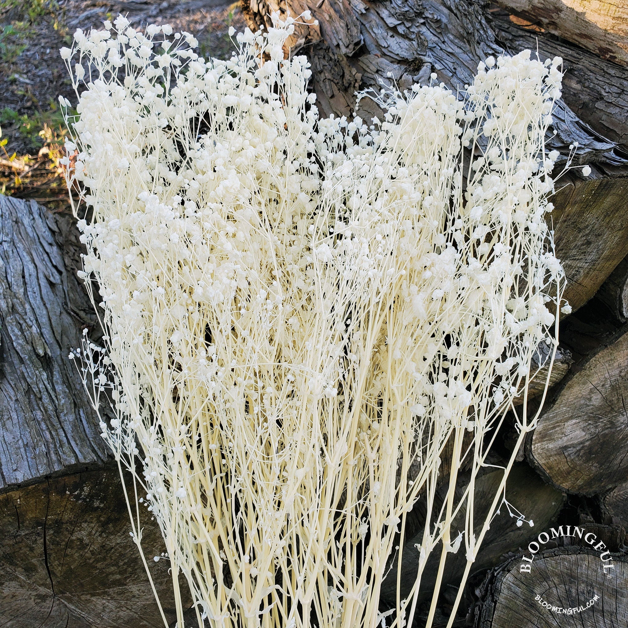 Preserved Gypsophila, Medium - Large Bloom - Bleached White (521) - BLOOMINGFUL.COM - wedding, event, decor, gift, bouquet, arrangement, bridal, garland, fresh dried preserved artificial silk, birthday housewarming foliage