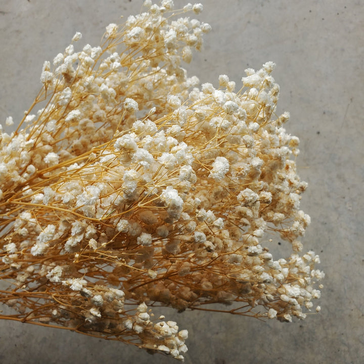 Preserved Gypsophila, Medium - to - Large Bloom (Standard) - Cream, Ivory, Champagne (3 - 4oz bunch) - BLOOMINGFUL.COM - wedding, event, decor, gift, bouquet, arrangement, bridal, garland, fresh dried preserved artificial silk, birthday housewarming foliage