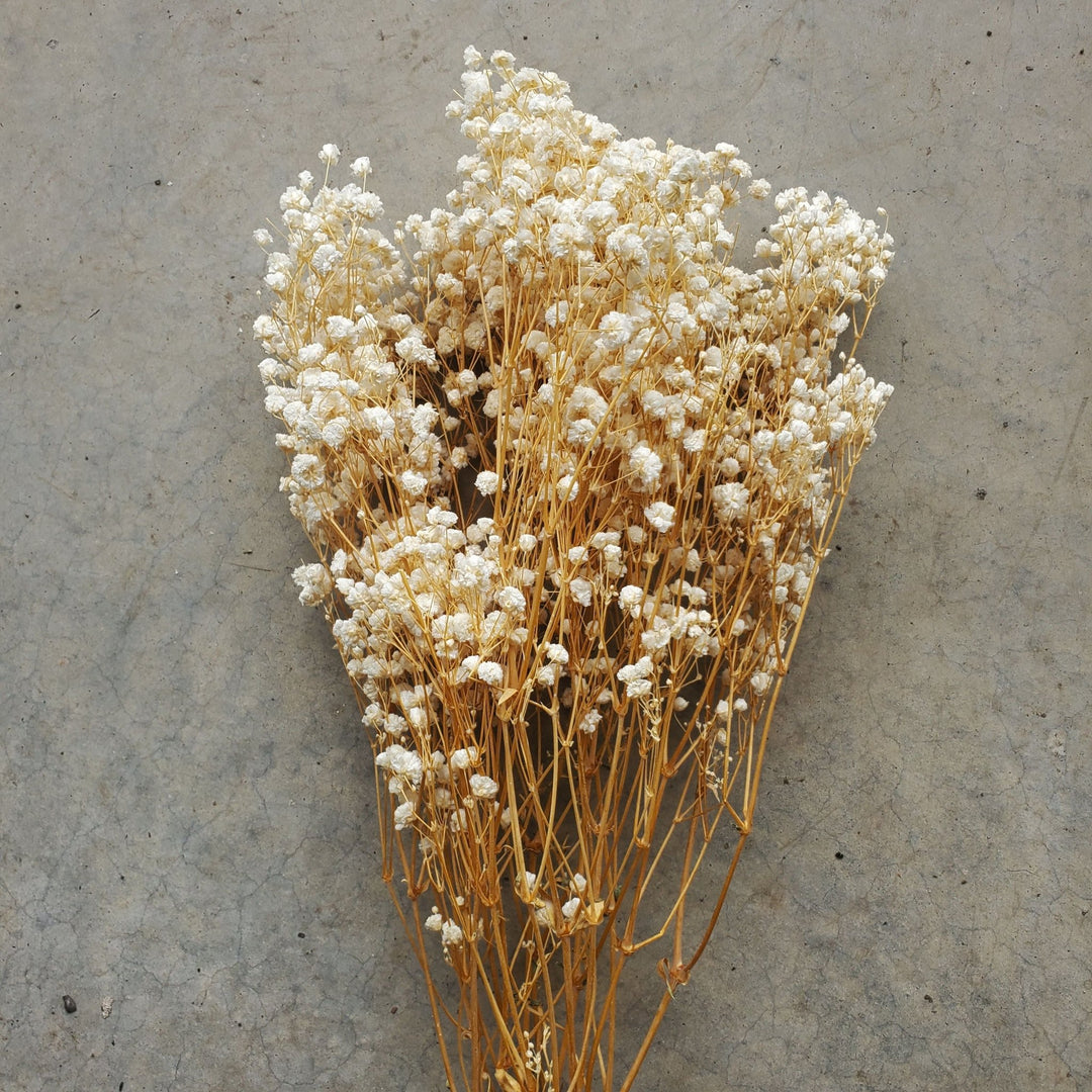 Preserved Gypsophila, Medium - to - Large Bloom (Standard) - Cream, Ivory, Champagne (3 - 4oz bunch) - BLOOMINGFUL.COM - wedding, event, decor, gift, bouquet, arrangement, bridal, garland, fresh dried preserved artificial silk, birthday housewarming foliage