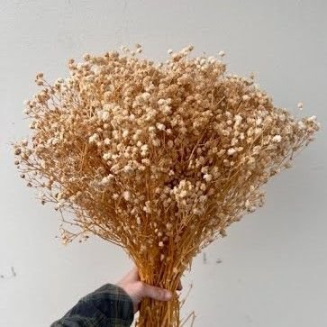 Preserved Gypsophila, Medium - to - Large Bloom (Standard) - Golden Champagne, Coffee Creamed Latte Coffee (14 - 16oz, 25 - 35 stems) - BLOOMINGFUL.COM - wedding, event, decor, gift, bouquet, arrangement, bridal, garland, fresh dried preserved artificial silk, birthday housewarming foliage