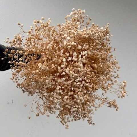 Preserved Gypsophila, Medium - to - Large Bloom (Standard) - Golden Champagne, Coffee Creamed Latte Coffee (14 - 16oz, 25 - 35 stems) - BLOOMINGFUL.COM - wedding, event, decor, gift, bouquet, arrangement, bridal, garland, fresh dried preserved artificial silk, birthday housewarming foliage