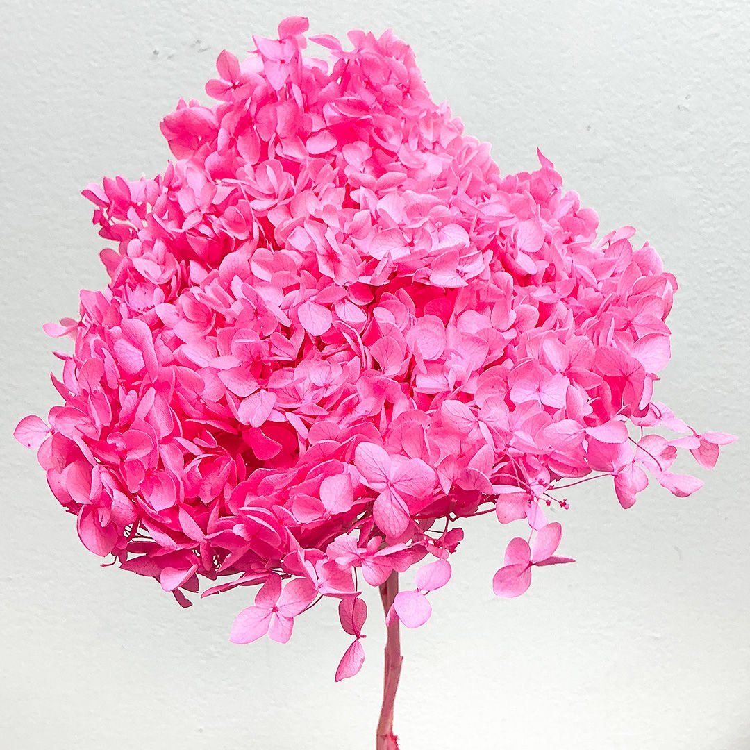 Preserved Hydrangea - Hot Pink (S04) - BLOOMINGFUL.COM - wedding, event, decor, gift, bouquet, arrangement, bridal, garland, fresh dried preserved artificial silk, birthday housewarming foliage