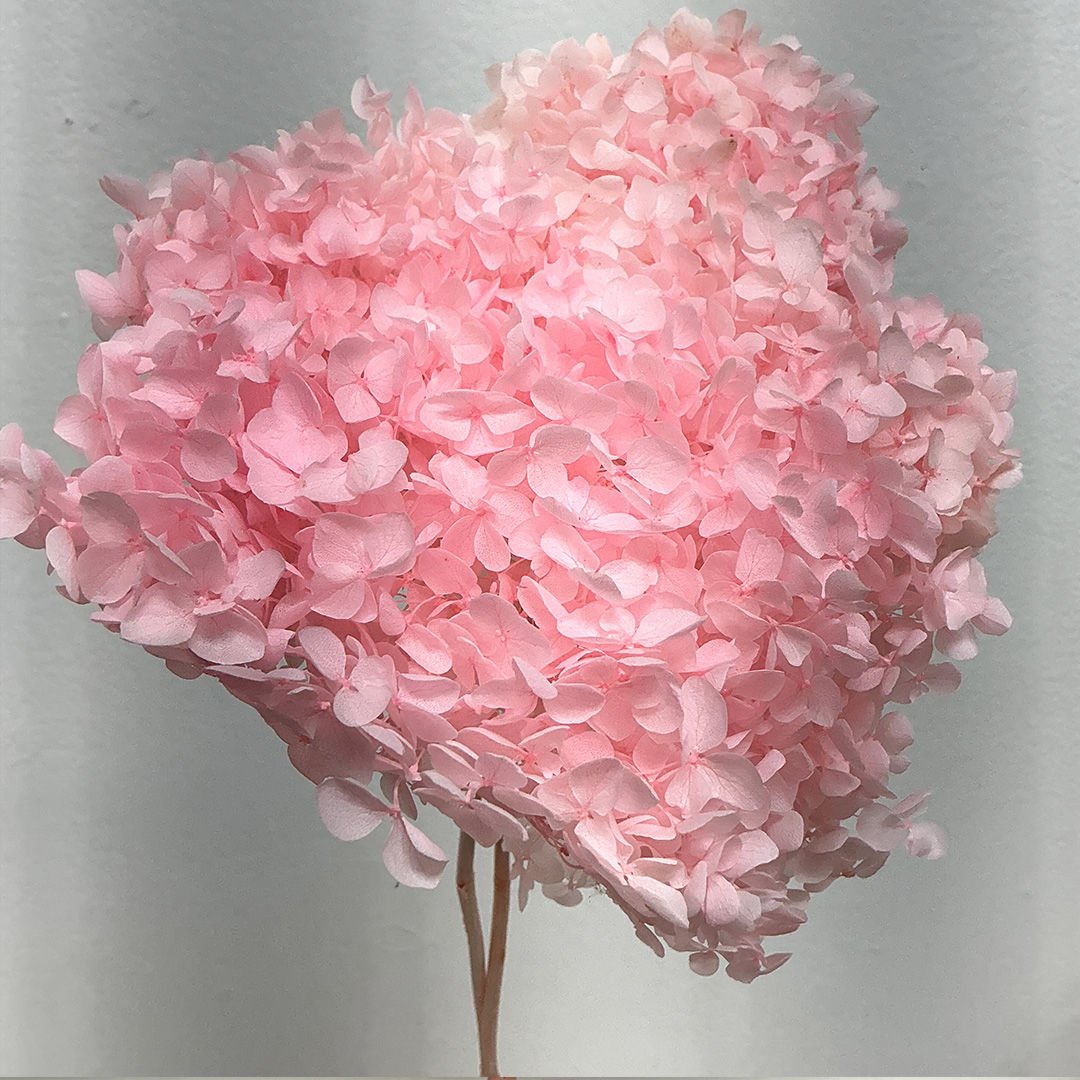 Preserved Hydrangea - Light Pink (S02) - BLOOMINGFUL.COM - wedding, event, decor, gift, bouquet, arrangement, bridal, garland, fresh dried preserved artificial silk, birthday housewarming foliage