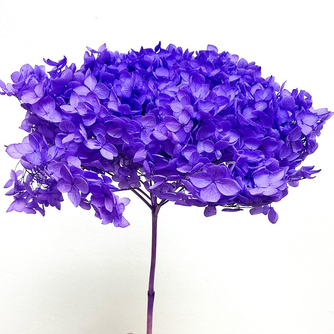Preserved Hydrangea - Vibrant Purple (S32) - BLOOMINGFUL.COM - wedding, event, decor, gift, bouquet, arrangement, bridal, garland, fresh dried preserved artificial silk, birthday housewarming foliage