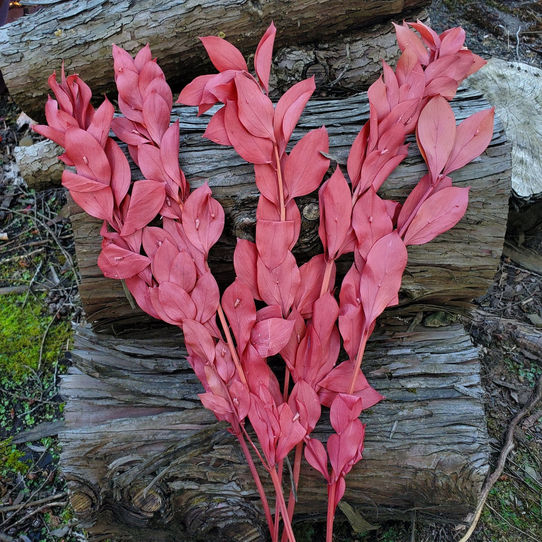 Preserved Israeli Ruscus - Burgundy Rose Red (020) - BLOOMINGFUL.COM - wedding, event, decor, gift, bouquet, arrangement, bridal, garland, fresh dried preserved artificial silk, birthday housewarming foliage