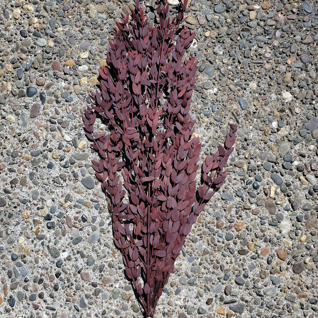 Preserved Parvifolia Eucalyptus - Burgundy Red - BLOOMINGFUL.COM - wedding, event, decor, gift, bouquet, arrangement, bridal, garland, fresh dried preserved artificial silk, birthday housewarming foliage