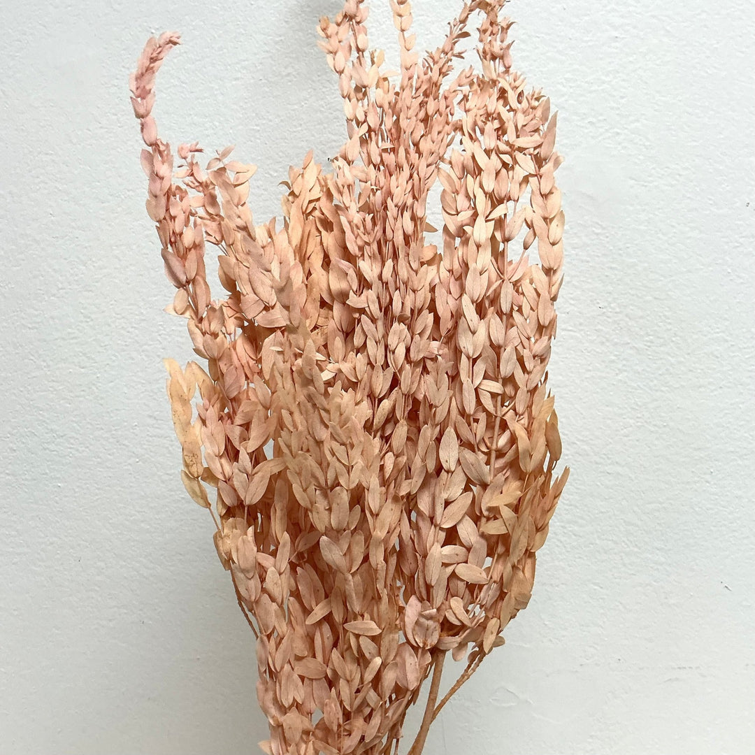 Preserved Parvifolia Eucalyptus - Coral, Peachy Pink (243) - BLOOMINGFUL.COM - wedding, event, decor, gift, bouquet, arrangement, bridal, garland, fresh dried preserved artificial silk, birthday housewarming foliage