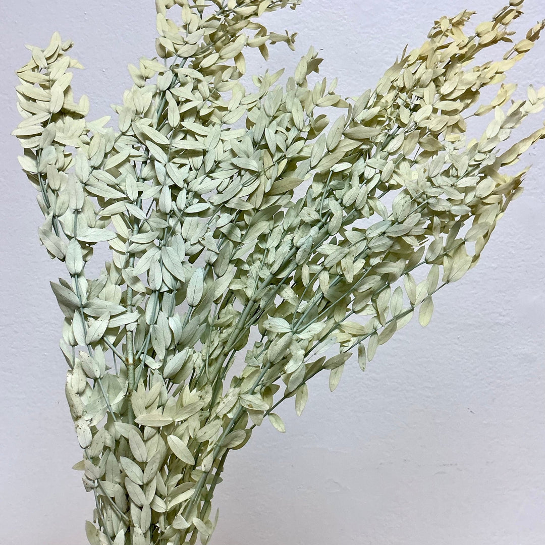 Preserved Parvifolia Eucalyptus - Mint Champagne (245) - BLOOMINGFUL.COM - wedding, event, decor, gift, bouquet, arrangement, bridal, garland, fresh dried preserved artificial silk, birthday housewarming foliage