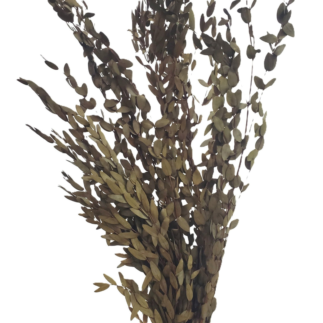 Preserved Parvifolia Eucalyptus - Olive Green (111) - BLOOMINGFUL.COM - wedding, event, decor, gift, bouquet, arrangement, bridal, garland, fresh dried preserved artificial silk, birthday housewarming foliage