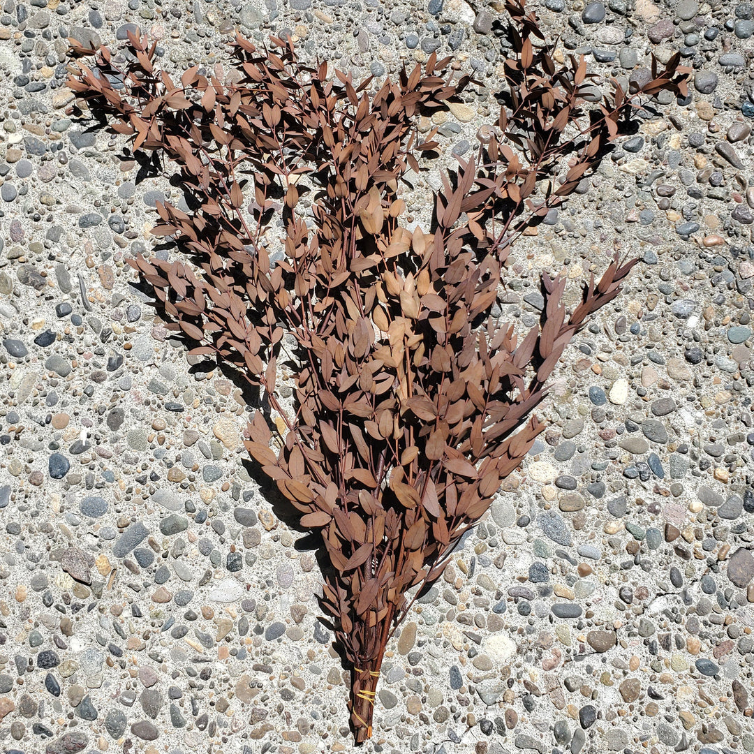 Preserved Parvifolia Eucalyptus - Orange Terracotta - BLOOMINGFUL.COM - wedding, event, decor, gift, bouquet, arrangement, bridal, garland, fresh dried preserved artificial silk, birthday housewarming foliage