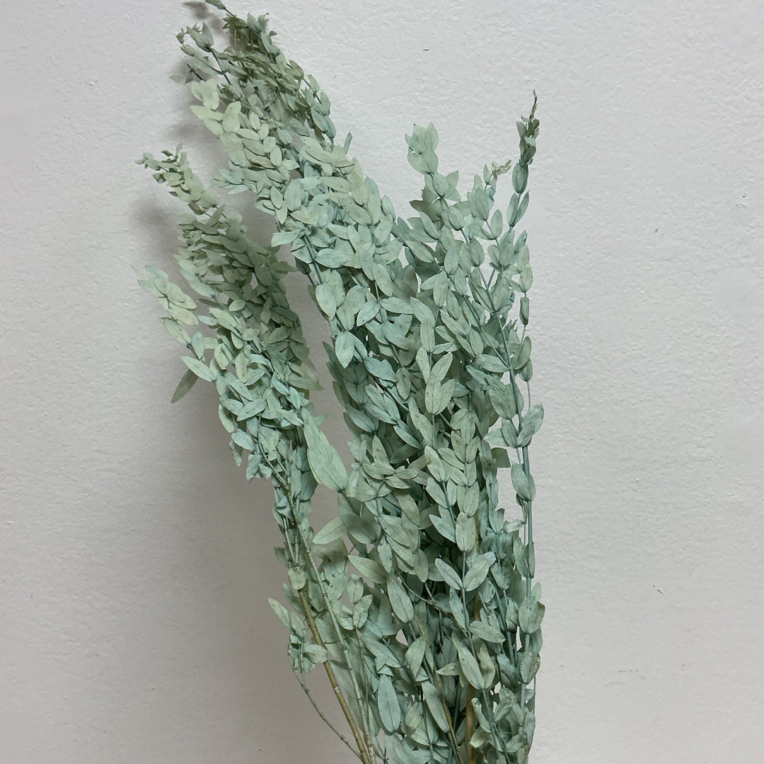 Preserved Parvifolia Eucalyptus - Sage Champagne (246) - BLOOMINGFUL.COM - wedding, event, decor, gift, bouquet, arrangement, bridal, garland, fresh dried preserved artificial silk, birthday housewarming foliage