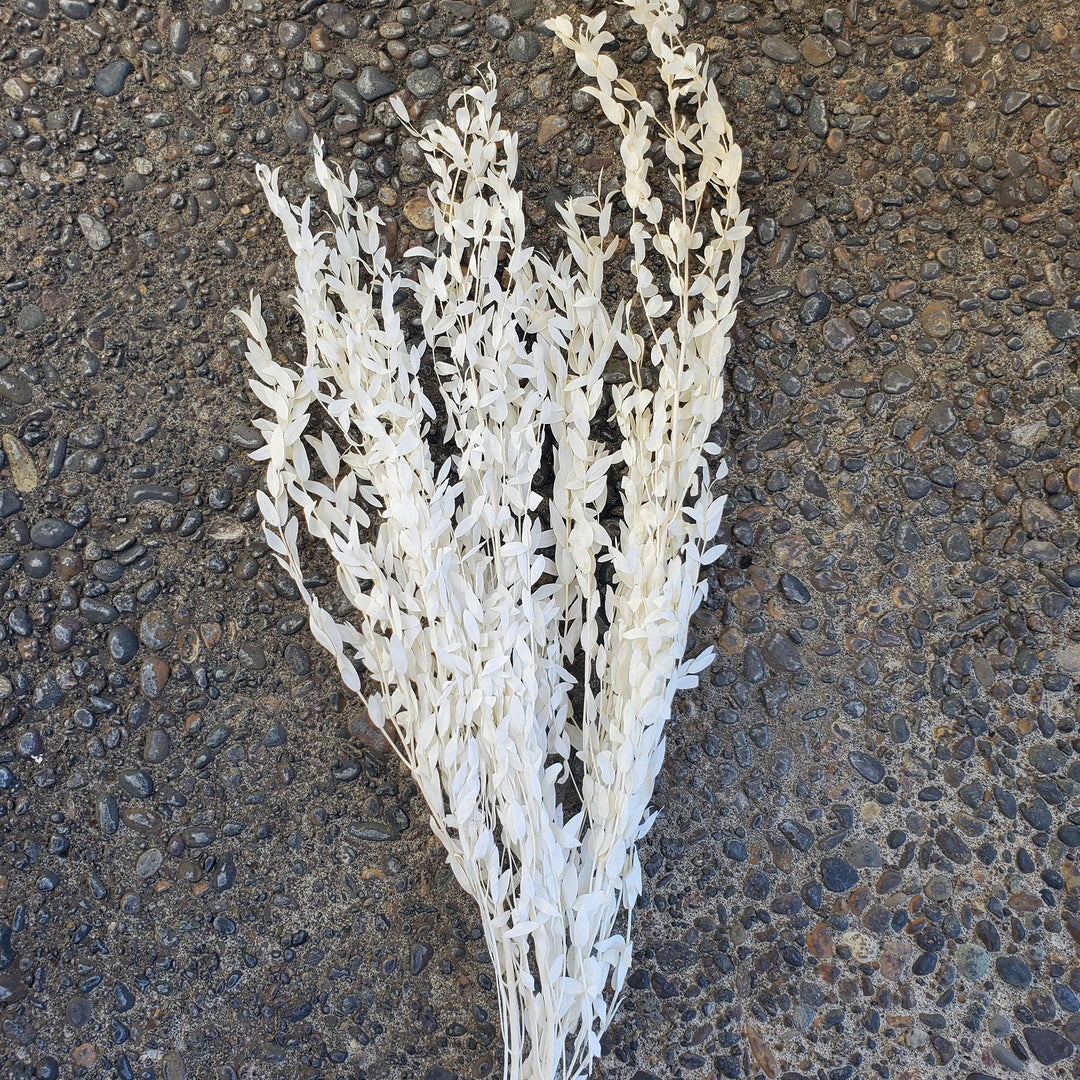 Preserved Parvifolia Eucalyptus - White - BLOOMINGFUL.COM - wedding, event, decor, gift, bouquet, arrangement, bridal, garland, fresh dried preserved artificial silk, birthday housewarming foliage