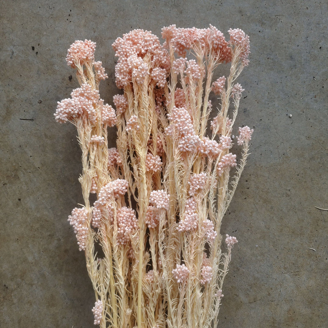 Preserved Rice Flower - Blush Pink (131) - BLOOMINGFUL.COM - wedding, event, decor, gift, bouquet, arrangement, bridal, garland, fresh dried preserved artificial silk, birthday housewarming foliage