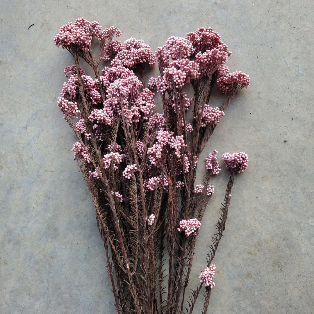Preserved Rice Flower - Dusty Pink (112) - BLOOMINGFUL.COM - wedding, event, decor, gift, bouquet, arrangement, bridal, garland, fresh dried preserved artificial silk, birthday housewarming foliage