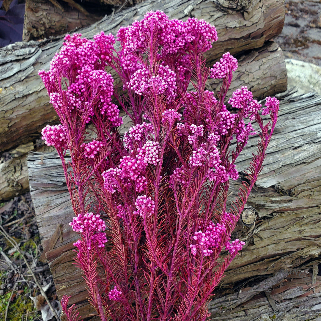 Preserved Rice Flower - Magenta Pink (105) - BLOOMINGFUL.COM - wedding, event, decor, gift, bouquet, arrangement, bridal, garland, fresh dried preserved artificial silk, birthday housewarming foliage