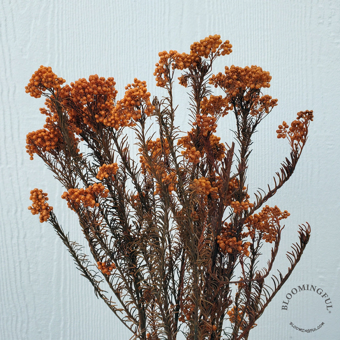 Preserved Rice Flower - Orange Terracotta (126) - BLOOMINGFUL.COM - wedding, event, decor, gift, bouquet, arrangement, bridal, garland, fresh dried preserved artificial silk, birthday housewarming foliage