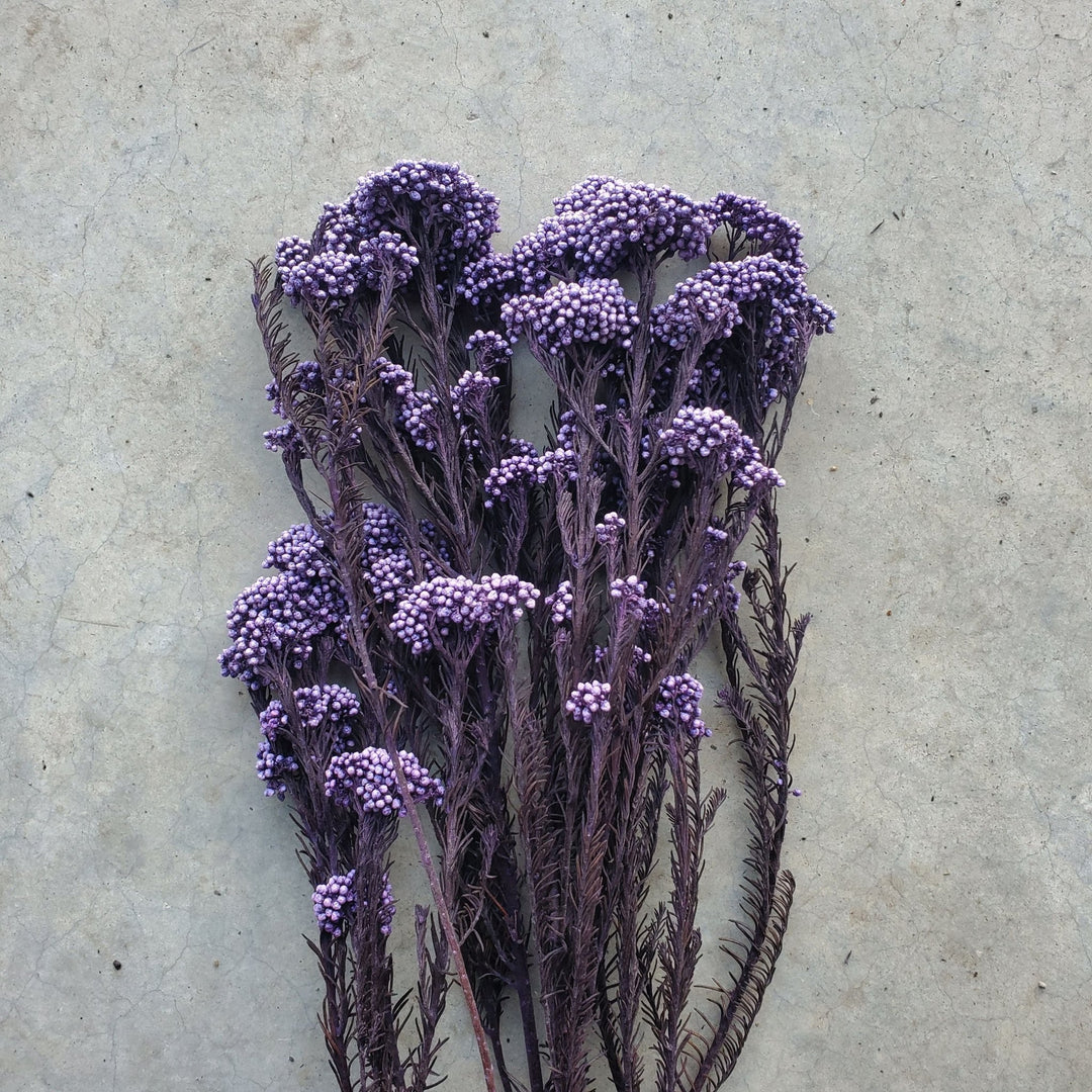 Preserved Rice Flower - Purple Royale (117) - BLOOMINGFUL.COM - wedding, event, decor, gift, bouquet, arrangement, bridal, garland, fresh dried preserved artificial silk, birthday housewarming foliage