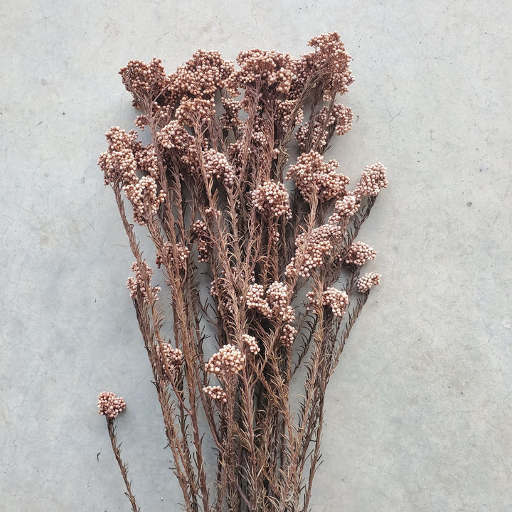 Preserved Rice Flower - Rose Pink Coffee (127) - BLOOMINGFUL.COM - wedding, event, decor, gift, bouquet, arrangement, bridal, garland, fresh dried preserved artificial silk, birthday housewarming foliage