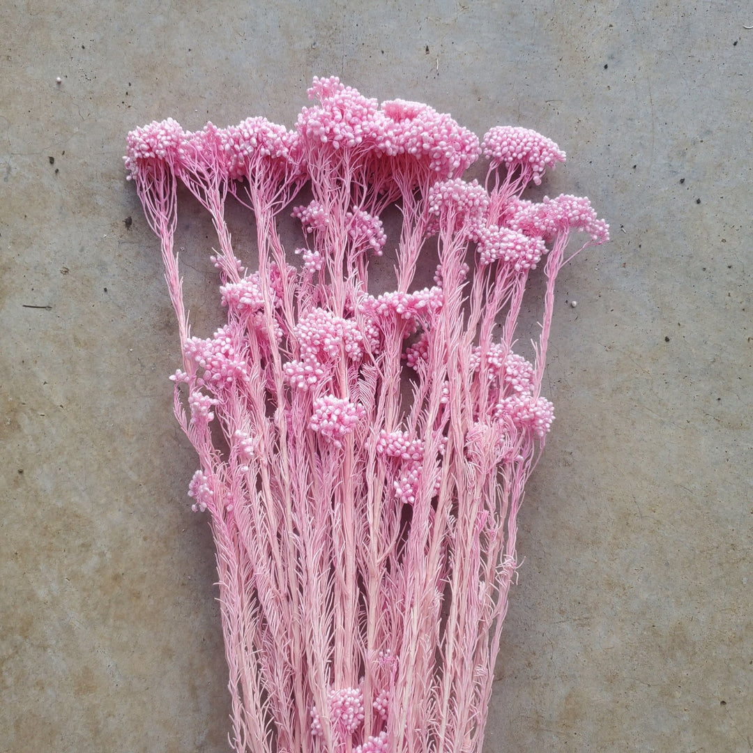 Preserved Rice Flower - Soft Pink (132) - BLOOMINGFUL.COM - wedding, event, decor, gift, bouquet, arrangement, bridal, garland, fresh dried preserved artificial silk, birthday housewarming foliage