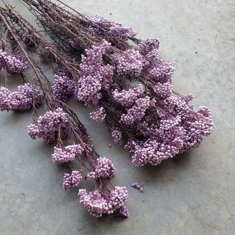 Preserved Rice Flower - Soft Purple (125) - BLOOMINGFUL.COM - wedding, event, decor, gift, bouquet, arrangement, bridal, garland, fresh dried preserved artificial silk, birthday housewarming foliage