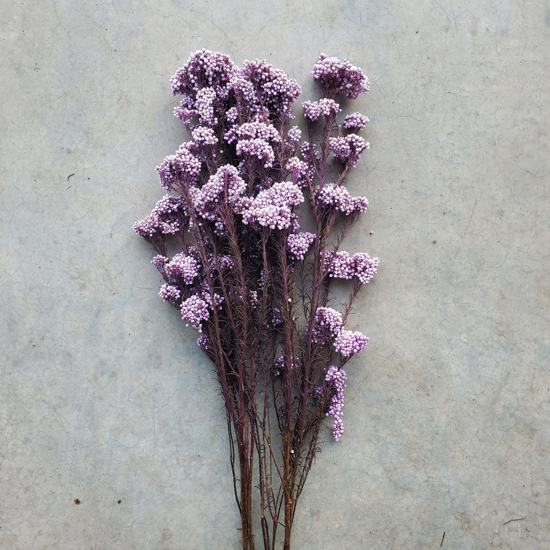 Preserved Rice Flower - Soft Purple (125) - BLOOMINGFUL.COM - wedding, event, decor, gift, bouquet, arrangement, bridal, garland, fresh dried preserved artificial silk, birthday housewarming foliage