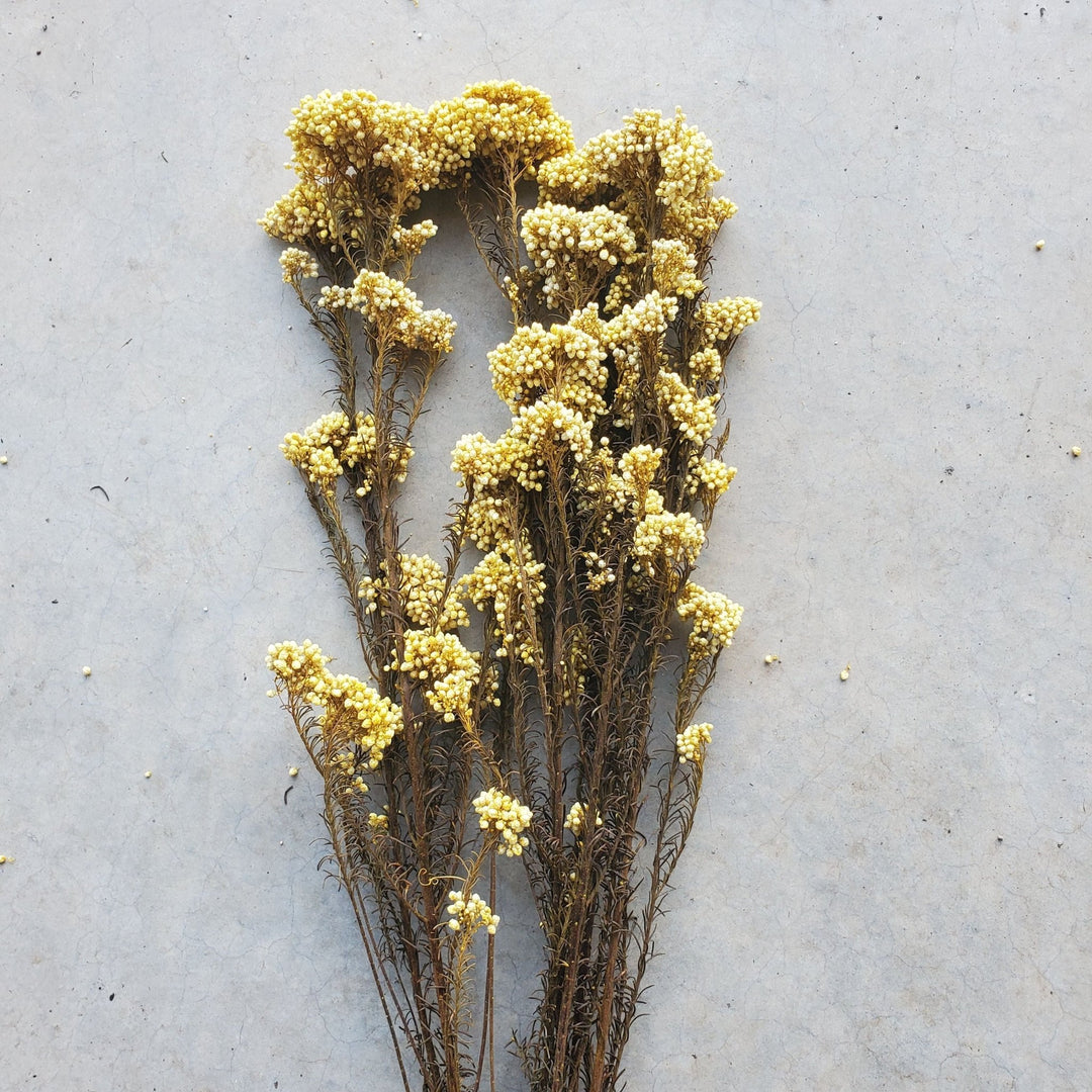 Preserved Rice Flower - Soft Yellow (128) - BLOOMINGFUL.COM - wedding, event, decor, gift, bouquet, arrangement, bridal, garland, fresh dried preserved artificial silk, birthday housewarming foliage