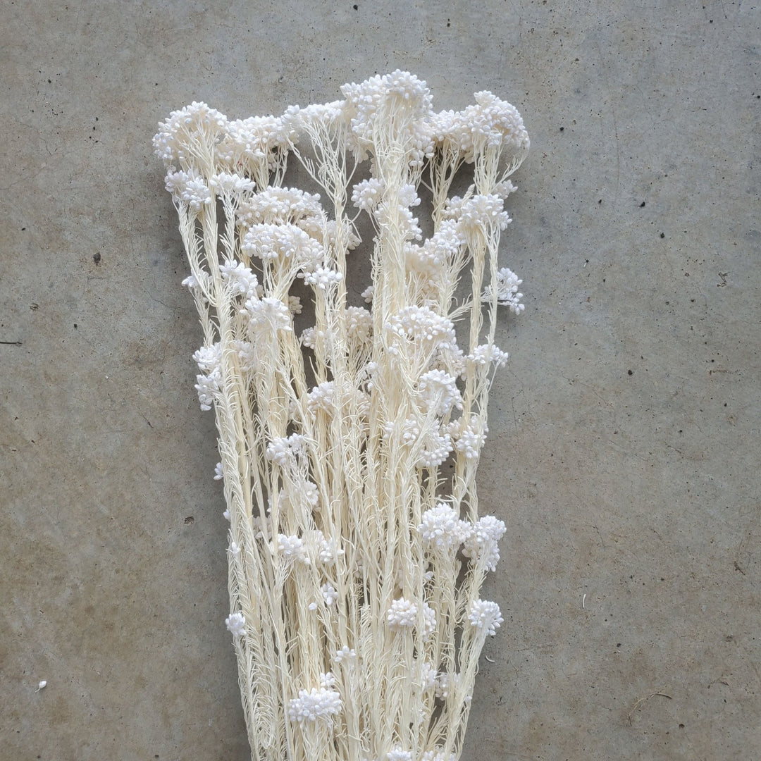 Preserved Rice Flower - White (130) - BLOOMINGFUL.COM - wedding, event, decor, gift, bouquet, arrangement, bridal, garland, fresh dried preserved artificial silk, birthday housewarming foliage